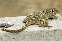 Eastern Collared Lizard