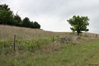 Eastern Collared Lizard habitat