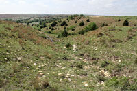 Eastern Collared Lizard habitat