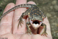 Eastern Collared Lizard