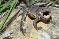 Eastern Collared Lizard