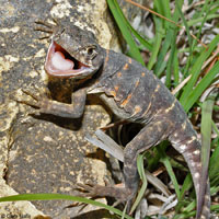 Eastern Collared Lizard