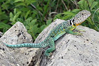 Eastern Collared Lizard