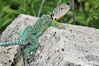 Eastern Collared Lizard