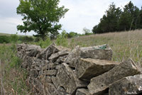 Eastern Collared Lizard habitat