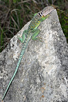 Eastern Collared Lizard