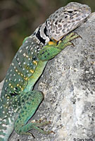 Eastern Collared Lizard