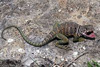 Eastern Collared Lizard