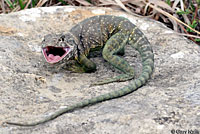 Eastern Collared Lizard