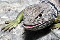 Eastern Collared Lizard