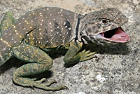 Eastern Collared Lizard