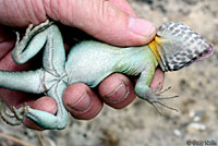 Eastern Collared Lizard