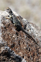 Eastern Collared Lizard