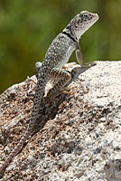 Eastern Collared Lizard