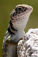 Eastern Collared Lizard