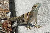 Gray’s Spiny-tailed Iguana