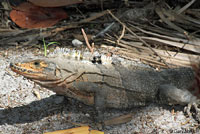 Gray’s Spiny-tailed Iguana