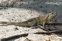 Gray’s Spiny-tailed Iguana