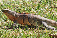 Gray’s Spiny-tailed Iguana