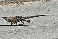 Gray’s Spiny-tailed Iguana