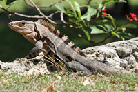 Gray’s Spiny-tailed Iguana