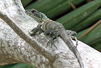 Gray’s Spiny-tailed Iguana