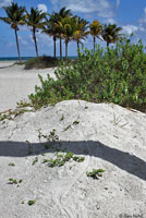 Gray’s Spiny-tailed Iguana habitat