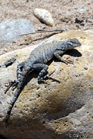 Texas Greater Earless Lizard