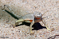 Texas Greater Earless Lizard