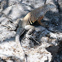 Texas Greater Earless Lizard