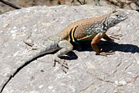 Texas Greater Earless Lizard