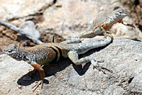 Texas Greater Earless Lizard