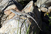 Texas Greater Earless Lizard