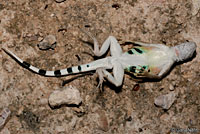 Chihuahuan Greater Earless Lizard