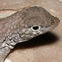 Chihuahuan Greater Earless Lizard