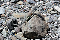 Chihuahuan Greater Earless Lizard