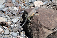 Chihuahuan Greater Earless Lizard