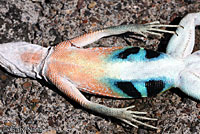 Chihuahuan Greater Earless Lizard