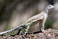 Chihuahuan Greater Earless Lizard