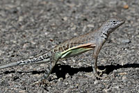 Chihuahuan Greater Earless Lizard