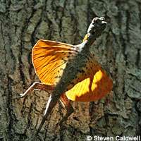 West African Rainbow Lizard