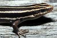 Common Five-lined Skink