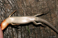 Common Five-lined Skink