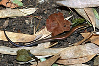 Short-lined Skink