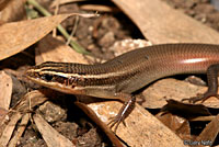 Short-lined Skink