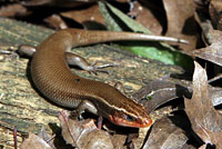 Short-lined Skink