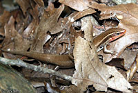 Short-lined Skink