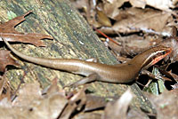 Short-lined Skink