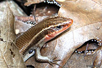 Short-lined Skink