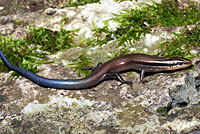 Short-lined Skink